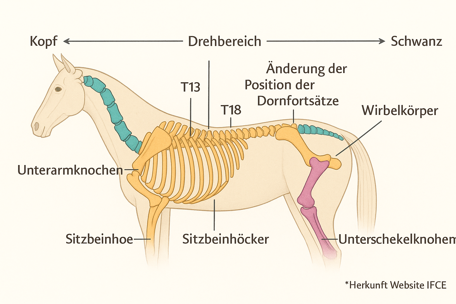 Schéma corps cheval